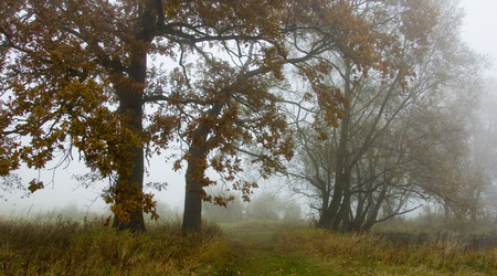 dęby – Rogalinek, Polska