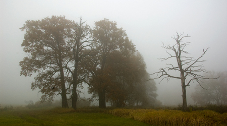 dęby – Rogalinek, Polska