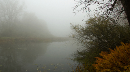 dęby – Rogalinek, Polska