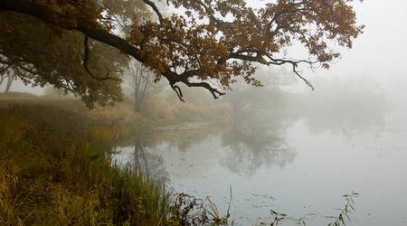 dęby – Rogalinek, Polska