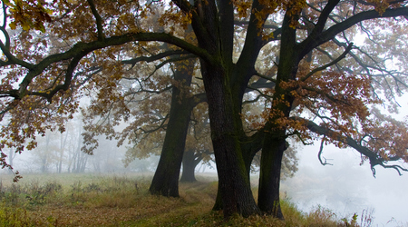 dęby – Rogalinek, Polska