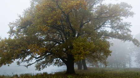 dęby – Rogalinek, Polska