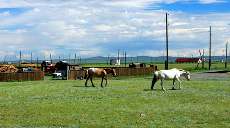 konie i słupy w Karakorum – Mongolia