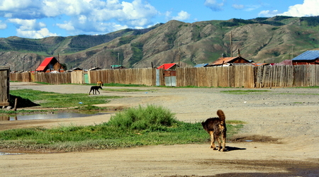 Burki opanowały okolicę – Karakorum, Mongolia