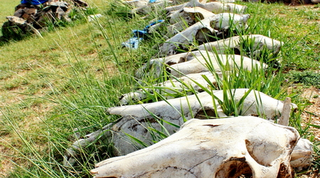 czaszki pod owoo – Karakorum, Mongolia