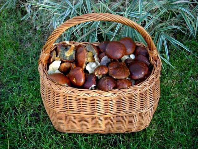 Listopadowy zbiór