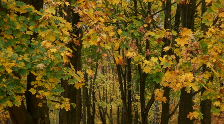 Chęciny – Świętokrzyskie, Polska