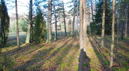 Slonce w lesie – Puszcza Augustowska, Polska