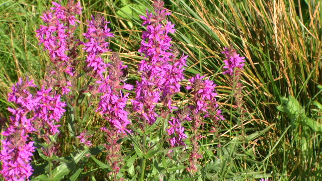 Pic 6775
