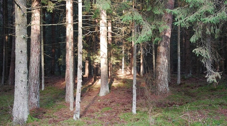 Grudzien 2012 Slonce w puszczy – Puszcza Augustowska, Polska