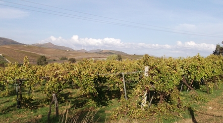 winnice – Segesta, Włochy