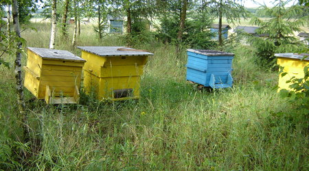 Tradycyjna pasieka. Ozierany Małe . 2012 r. – Polska