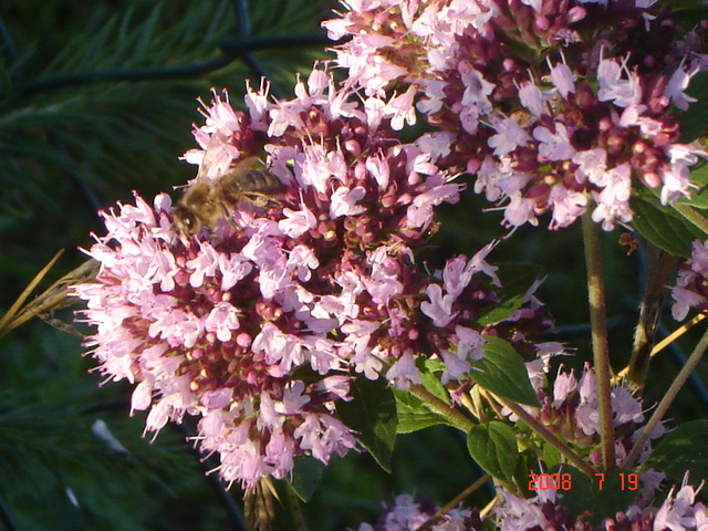 Pszczoła na kwiatach mięty.