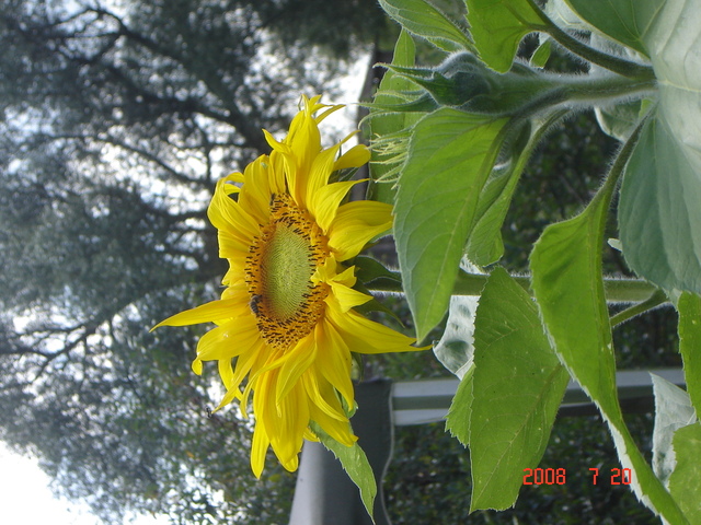 Dsc00368