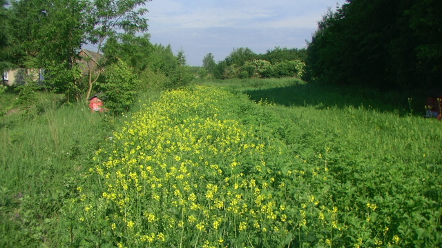 Gorczyca