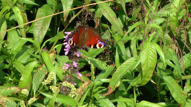 Pic 0523