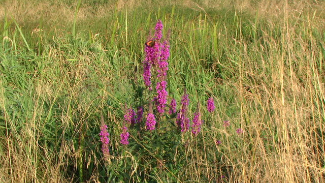 Krwawnica