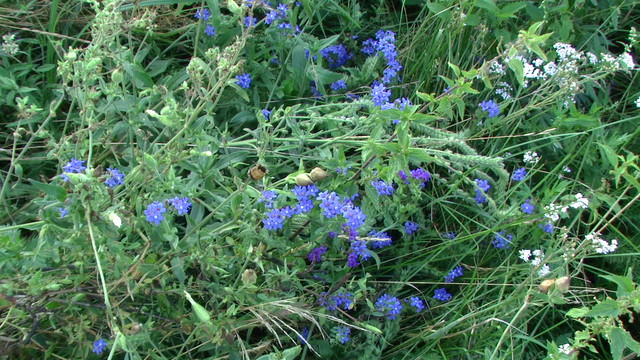 Farbownik - miododajna roślina