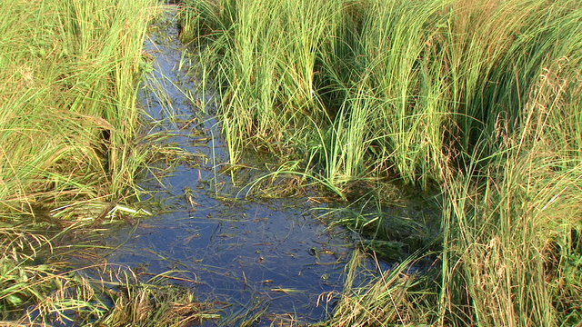 Oczko wodne