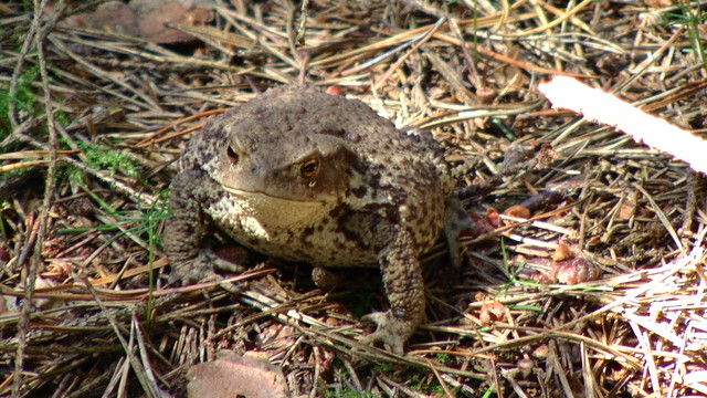 Ropucha na łowach