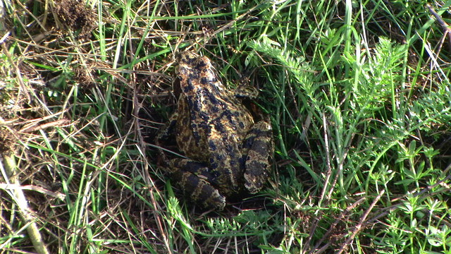 Żaba łakowa