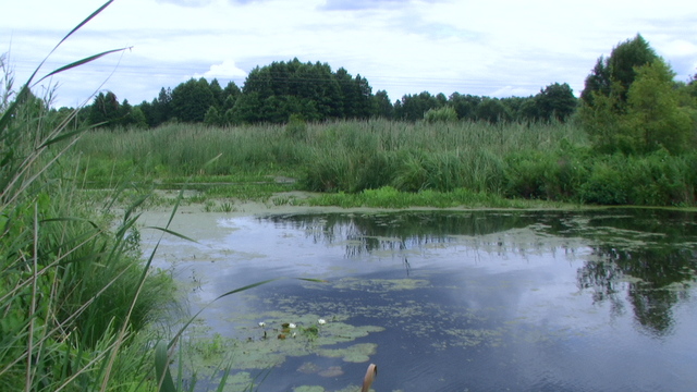 Starorzecze Świsłoczy.