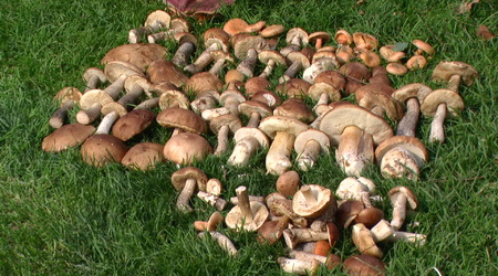 2012 r. Ozierany Małe. Grzybobranie..... – Polska