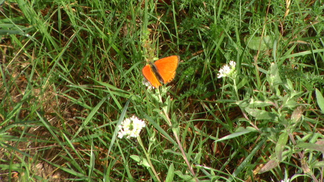 Motyl......