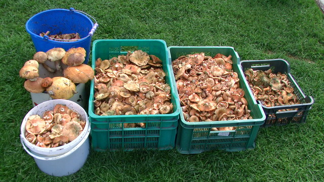 Ozierany Małe. Sierpień 2012.  Rydze
