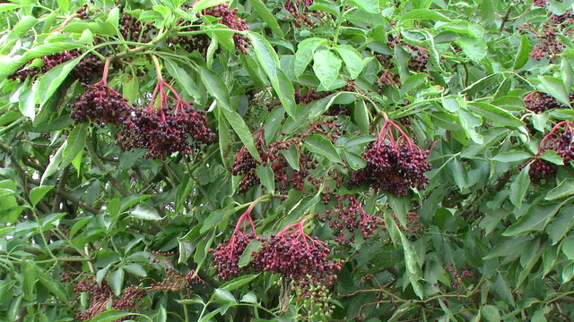czarnz bez