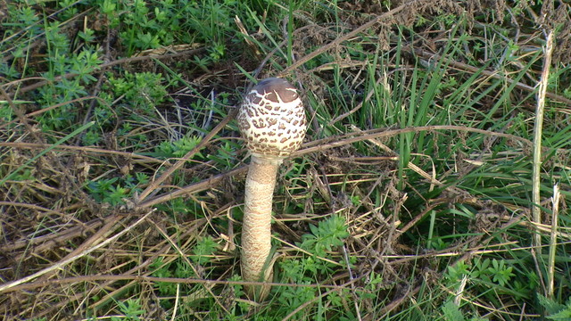 Kania - czubajka.