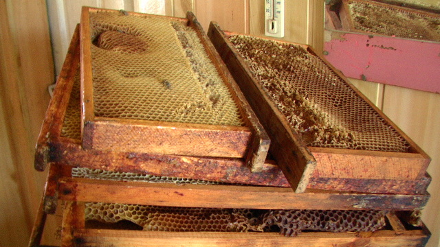 Miodobranie.