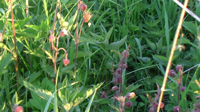 DOlina Nietupy.