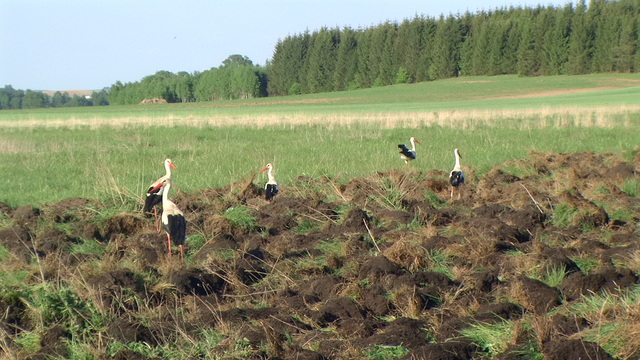 BOcki nad Nietupą.