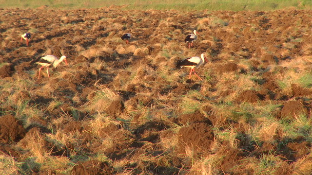Pic 0247