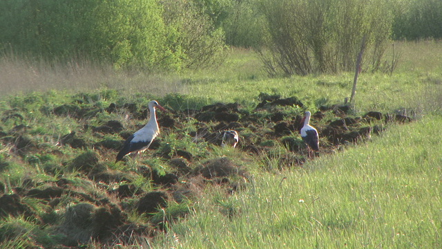 Pic 0161