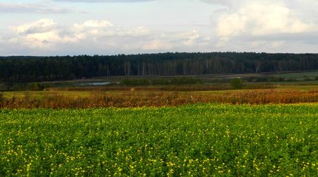 Widok na Lasy Sieniawskie – Adamówka, Polska