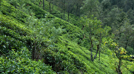 Herbata 011 – Nuwara Eliya, Sri Lanka