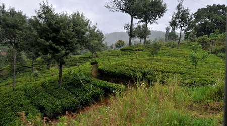 Herbata 002 – Nuwara Eliya, Sri Lanka