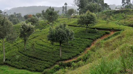 Herbata 003 – Nuwara Eliya, Sri Lanka