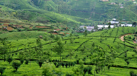 Herbata 004 – Nuwara Eliya, Sri Lanka