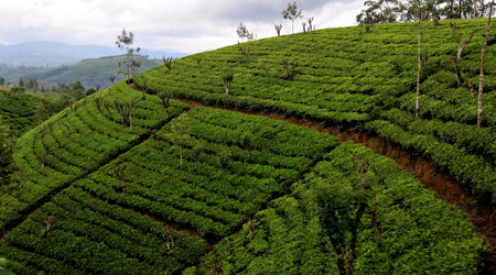 Herbata 005 – Nuwara Eliya, Sri Lanka