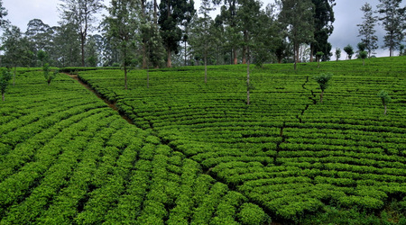 Herbata 006 – Nuwara Eliya, Sri Lanka