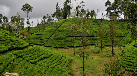 Herbata 007 – Nuwara Eliya, Sri Lanka