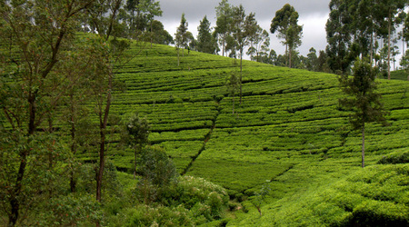 Herbata 008 – Nuwara Eliya, Sri Lanka