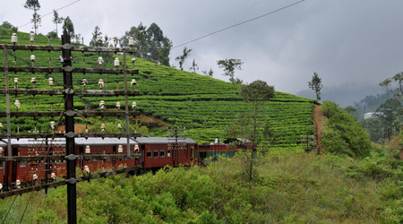 Herbata 009 – Nuwara Eliya, Sri Lanka