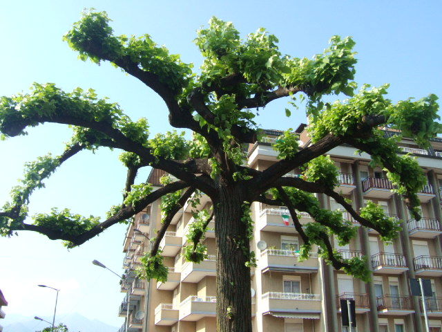 Luino monte lema 033