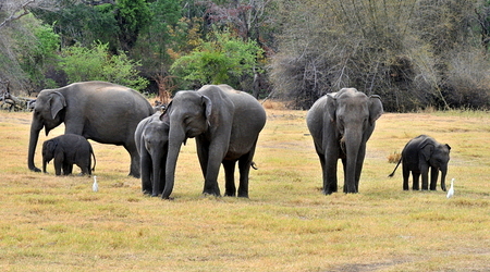Slonie 01 – Wellawaya, Sri Lanka