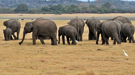 Slonie 02 – Wellawaya, Sri Lanka