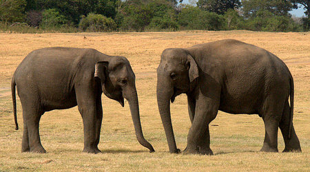 Slonie 03 – Wellawaya, Sri Lanka